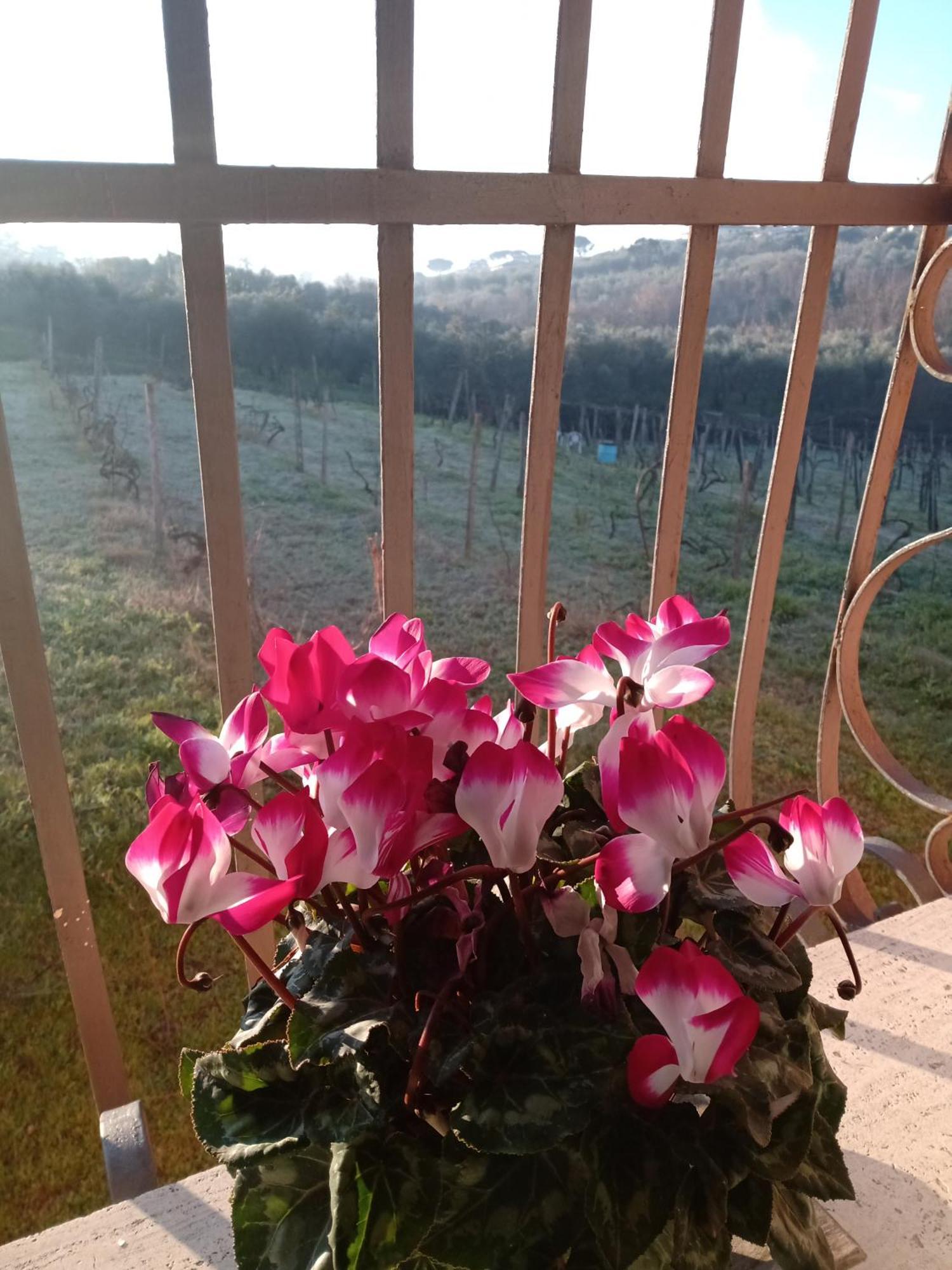 فيلا Poggio Agli Ulivi فراسكاتي المظهر الخارجي الصورة
